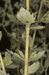 Roundleaf thoroughwort